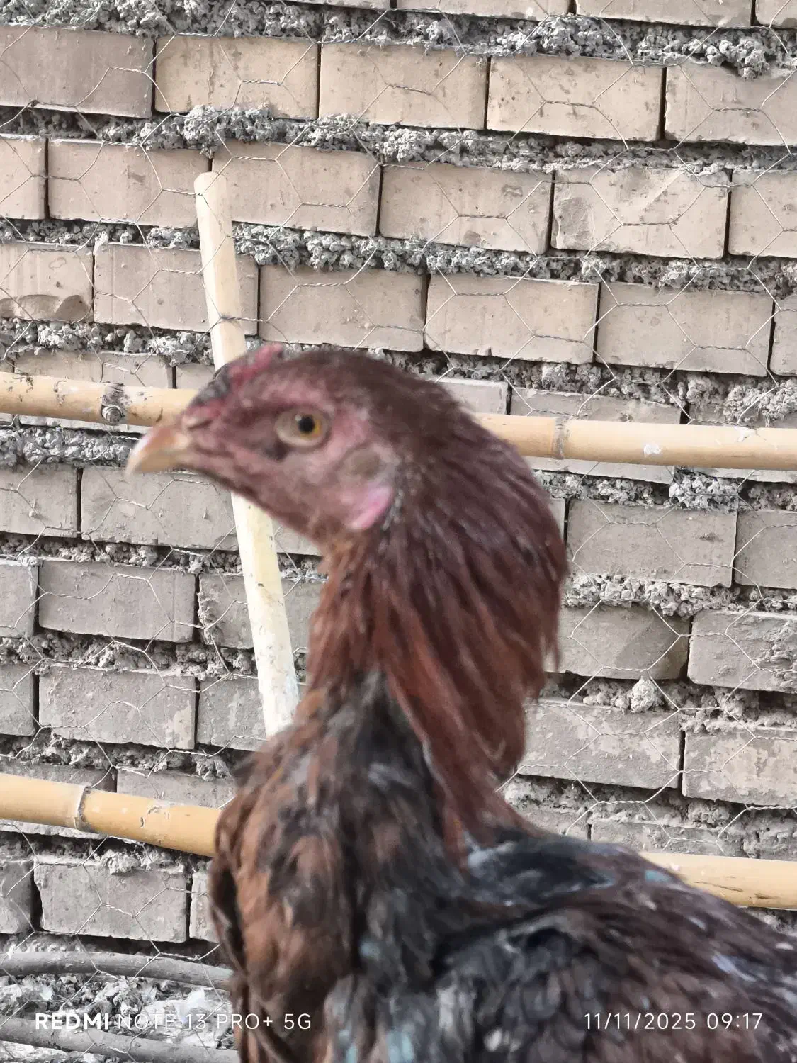 خروس و جوجه خروس لاری|حیوانات مزرعه|خان ببین, |دیوار