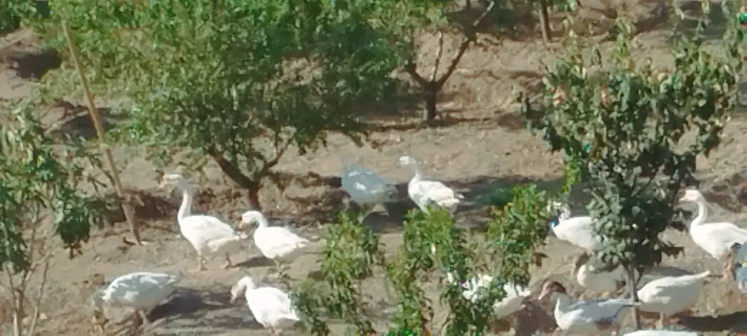 فروش  قو غاز  و   غاز|حیوانات مزرعه|قزوین, |دیوار