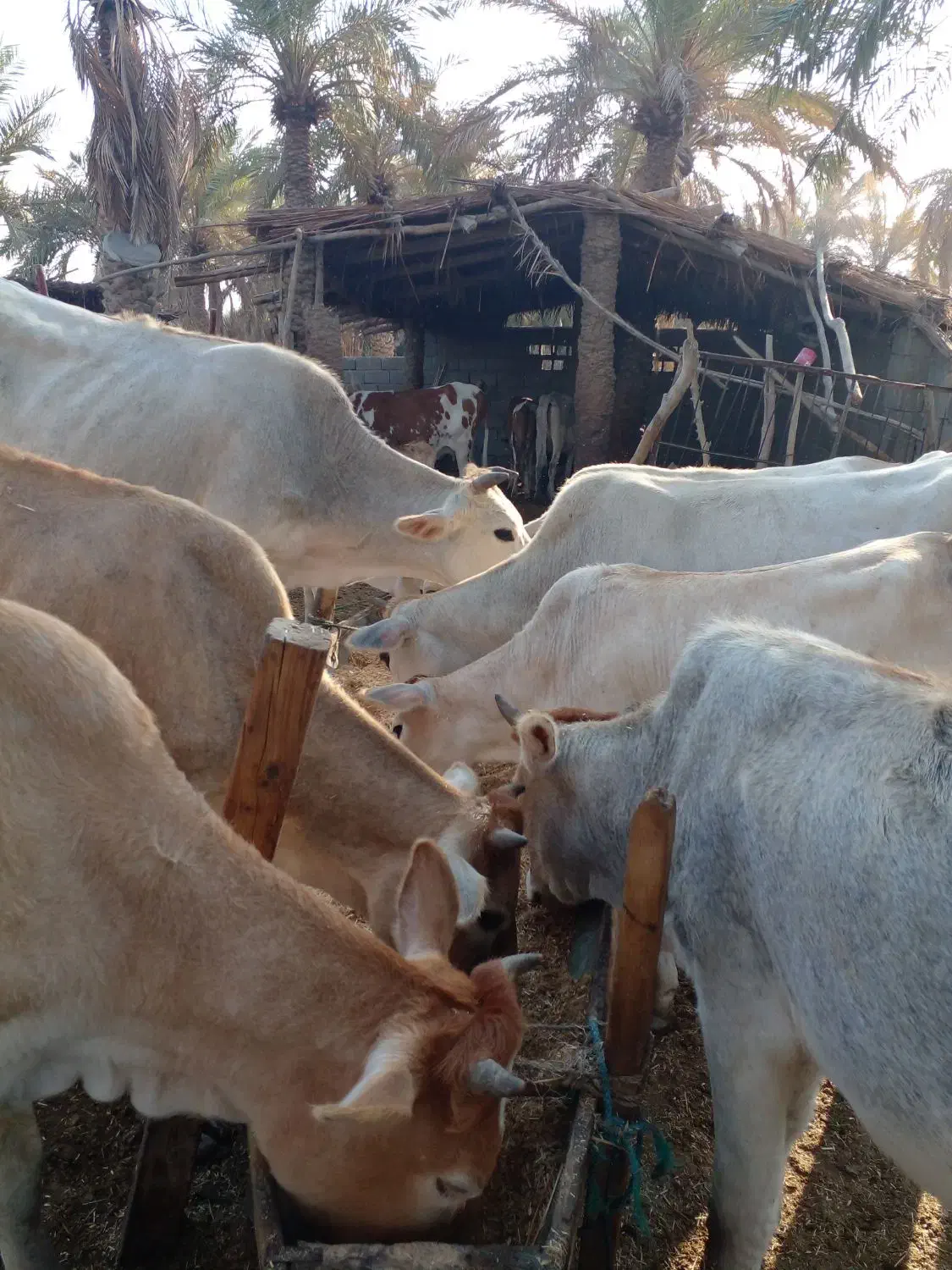 فروش گاو|حیوانات مزرعه|شادگان, |دیوار