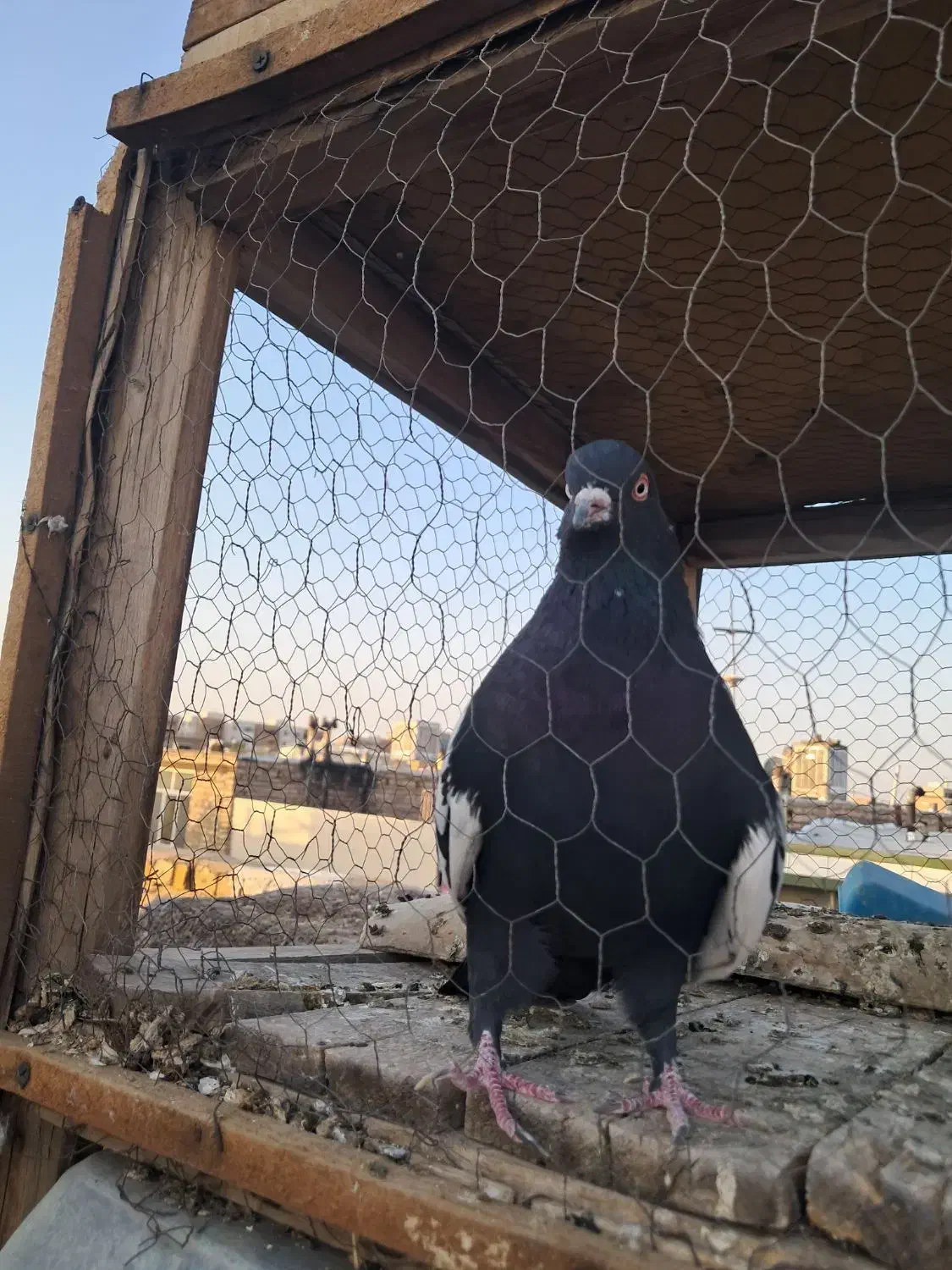 سینه ای|پرنده|اصفهان, منتظرالمهدی|دیوار