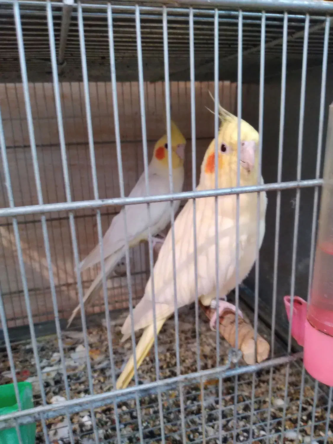 عروس هلندی ماده|پرنده|بروجرد, |دیوار