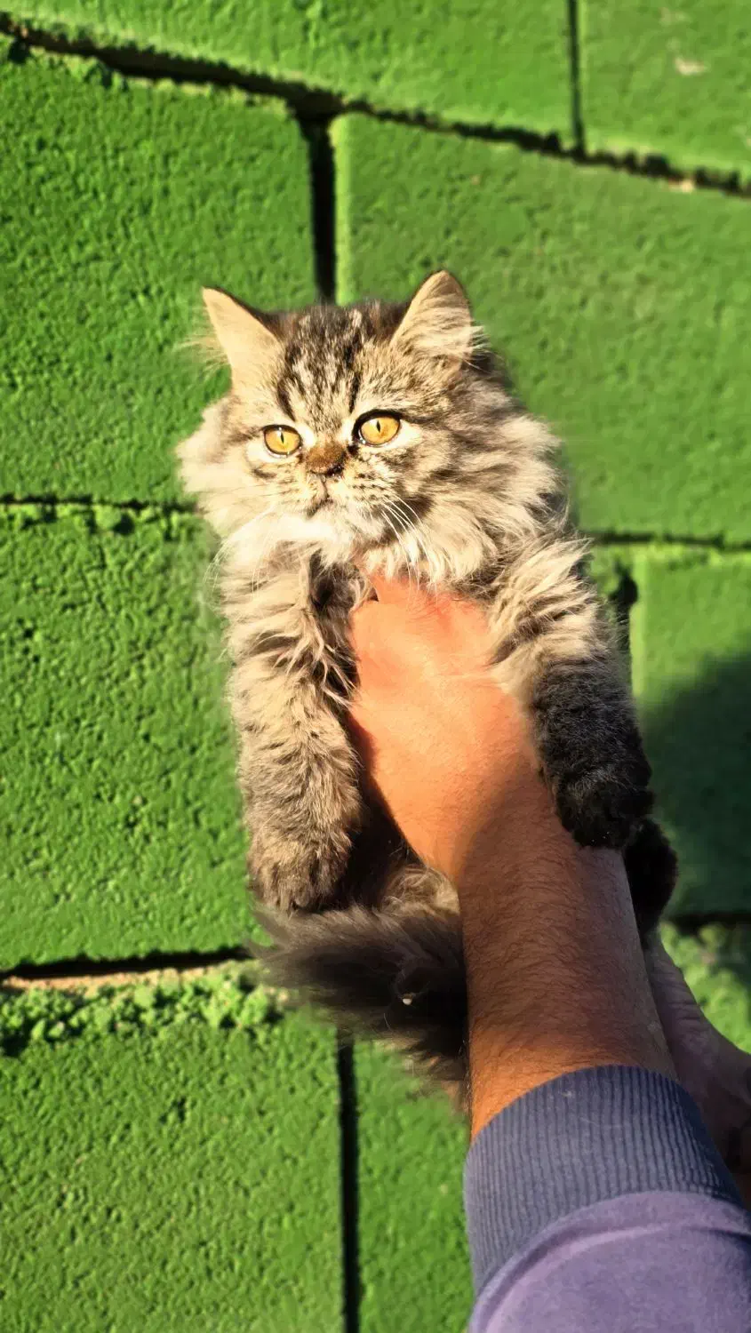 توله گربه اسکاتیش دبل فلد و بریتیش|گربه|شیراز, شهرک گلستان شمالی|دیوار