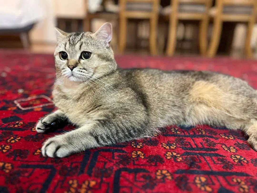 فروش گربه بریتیش اسکاتیش|گربه|آمل, |دیوار