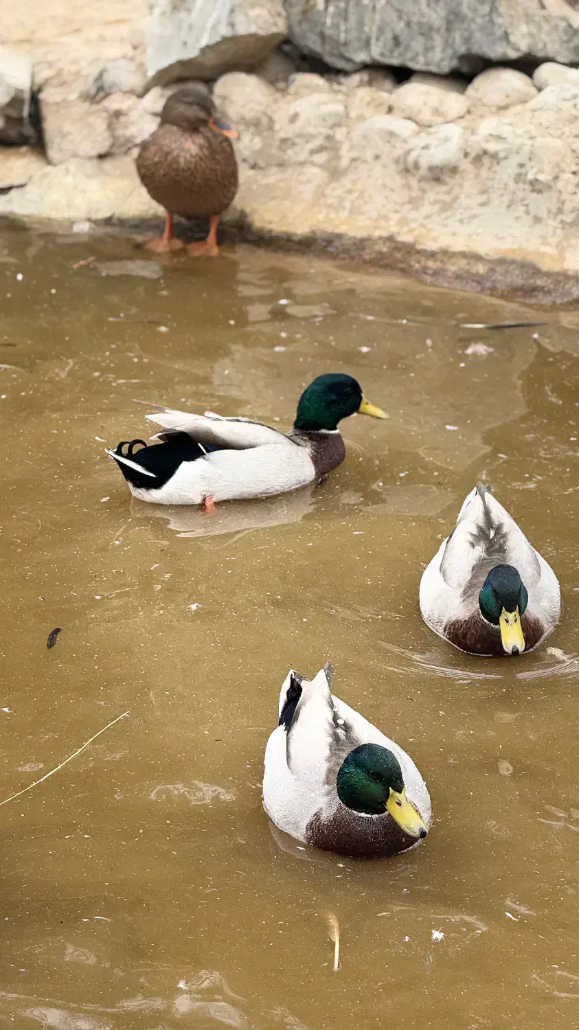 اردک کله سبز پروازی|حیوانات مزرعه|اصفهان, جلفا|دیوار