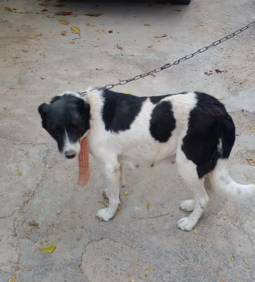 یک قلاده سگ گله ای|سگ|فرخشهر, |دیوار