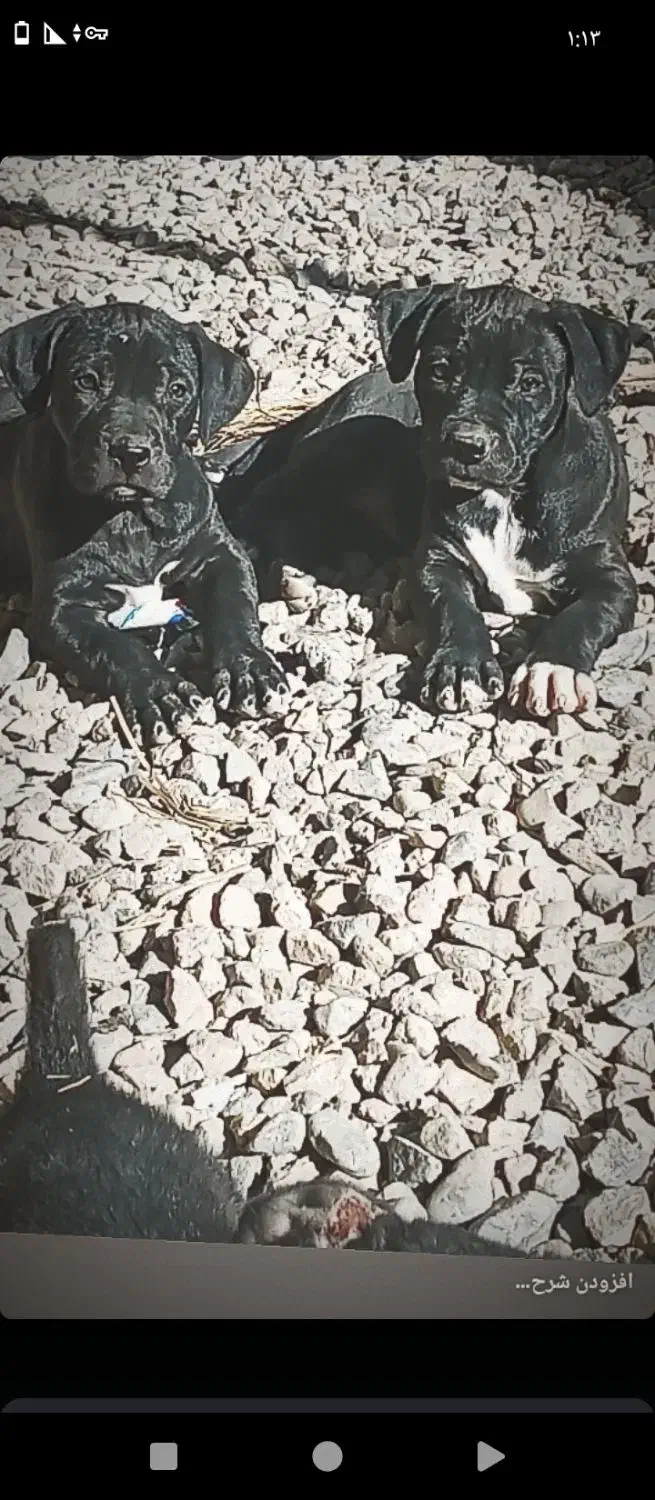 فروش سگ|سگ|سیرجان, |دیوار