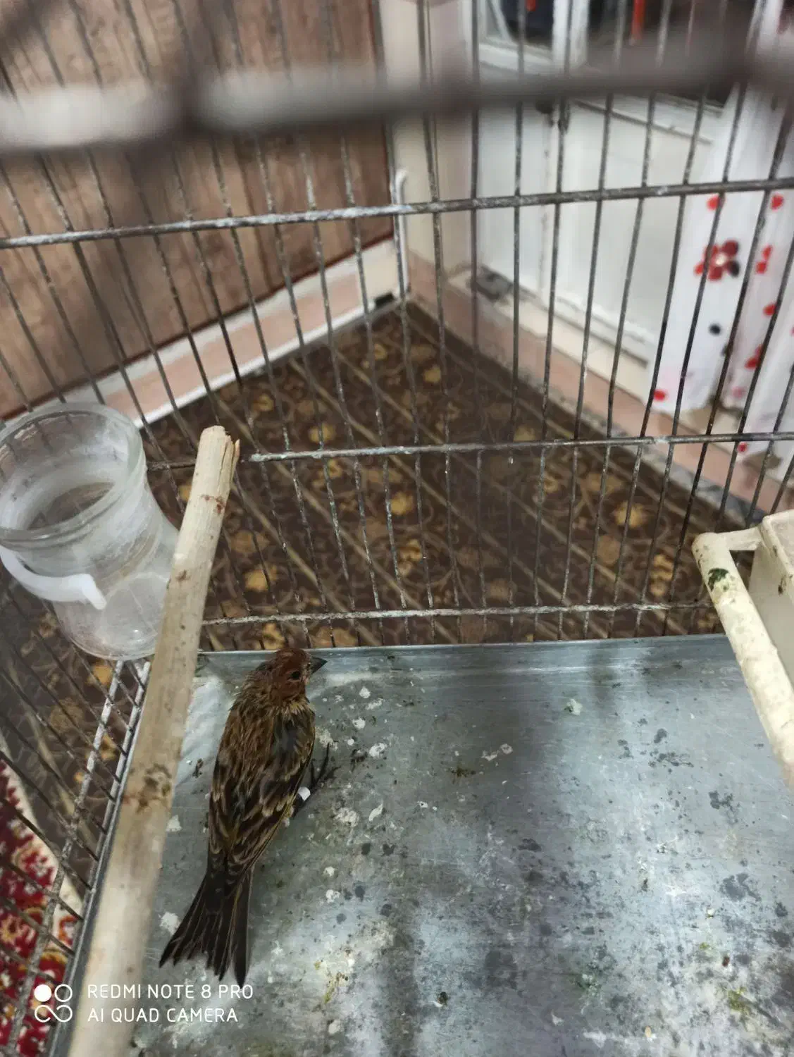 چند گلبسر نر حلقه پا درشت و کشیده بخون دهن سهره|پرنده|الیگودرز, |دیوار