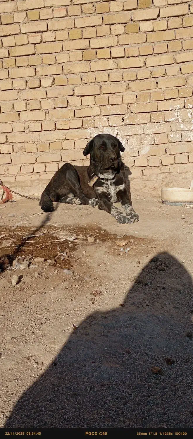 واگذاری سگ ماده|سگ|کبودرآهنگ, |دیوار