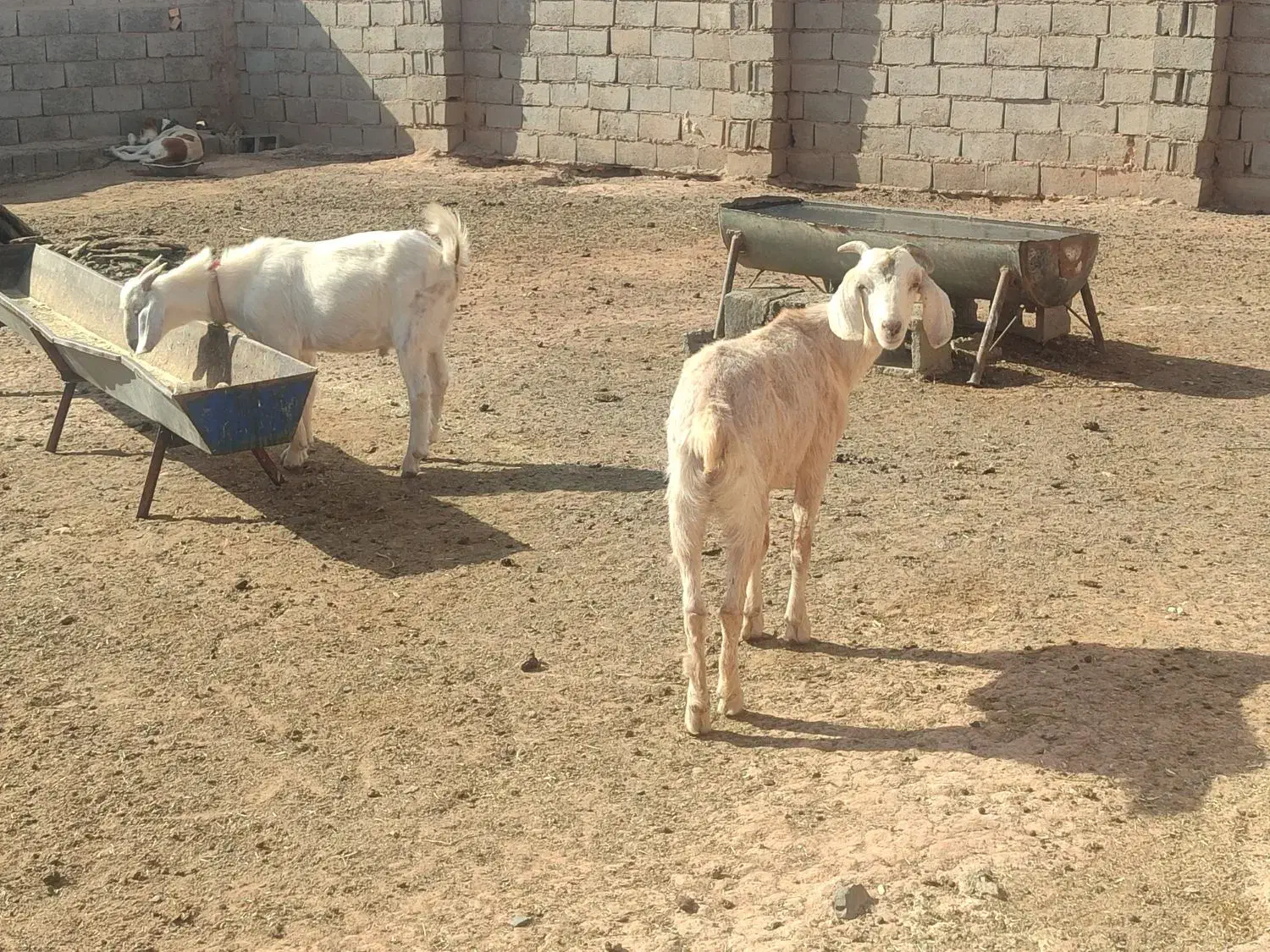 مال درجه یک وخشکل دورگ سانن|حیوانات مزرعه|تربت جام, جلگه موسی آباد|دیوار