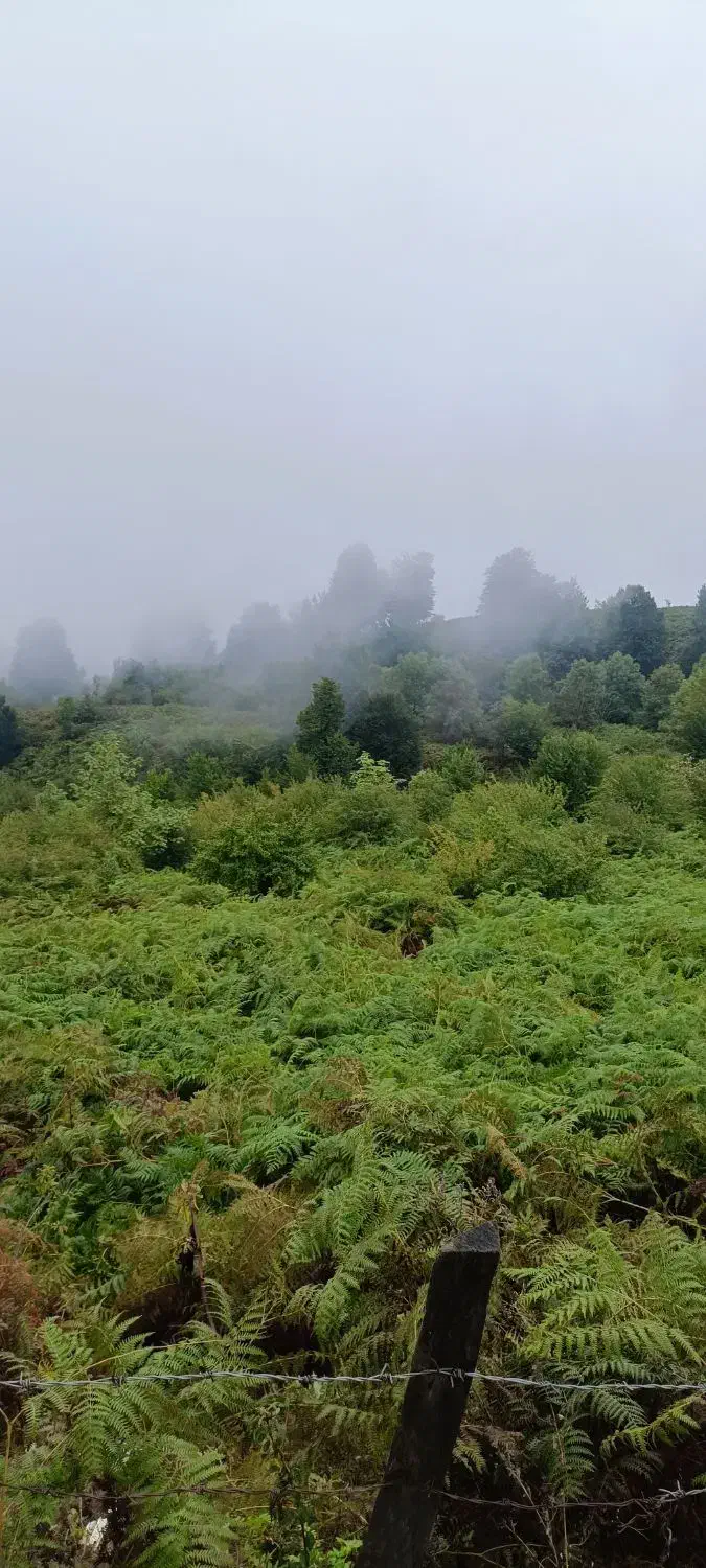 اسب مادیون|اسب و تجهیزات اسبسواری|فلاورجان, |دیوار