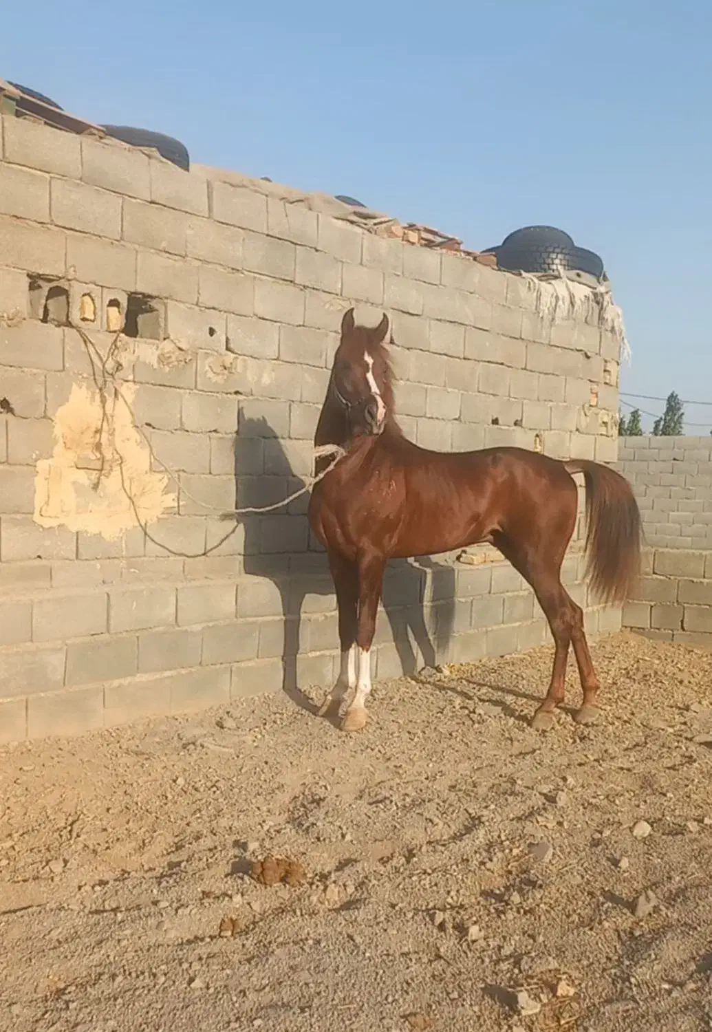 کره نریان عرب یکسر|اسب و تجهیزات اسبسواری|مهریز, |دیوار