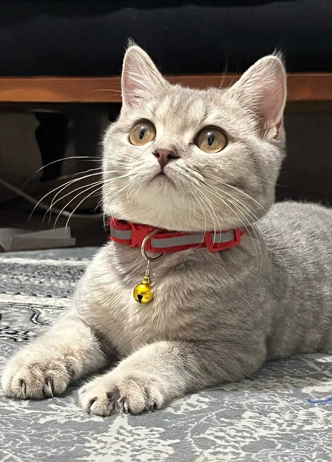 گربه|گربه|شاهین‌شهر, پاسداران|دیوار