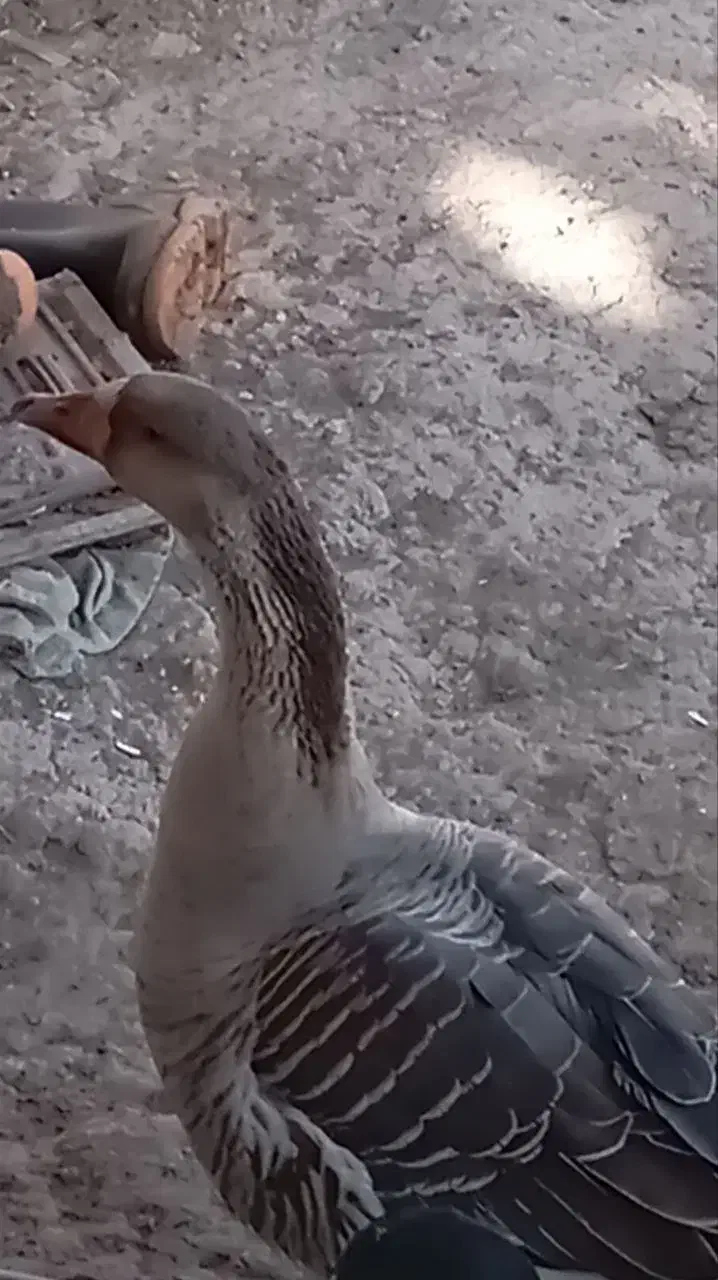 قو غاز نر|حیوانات مزرعه|اردبیل, |دیوار