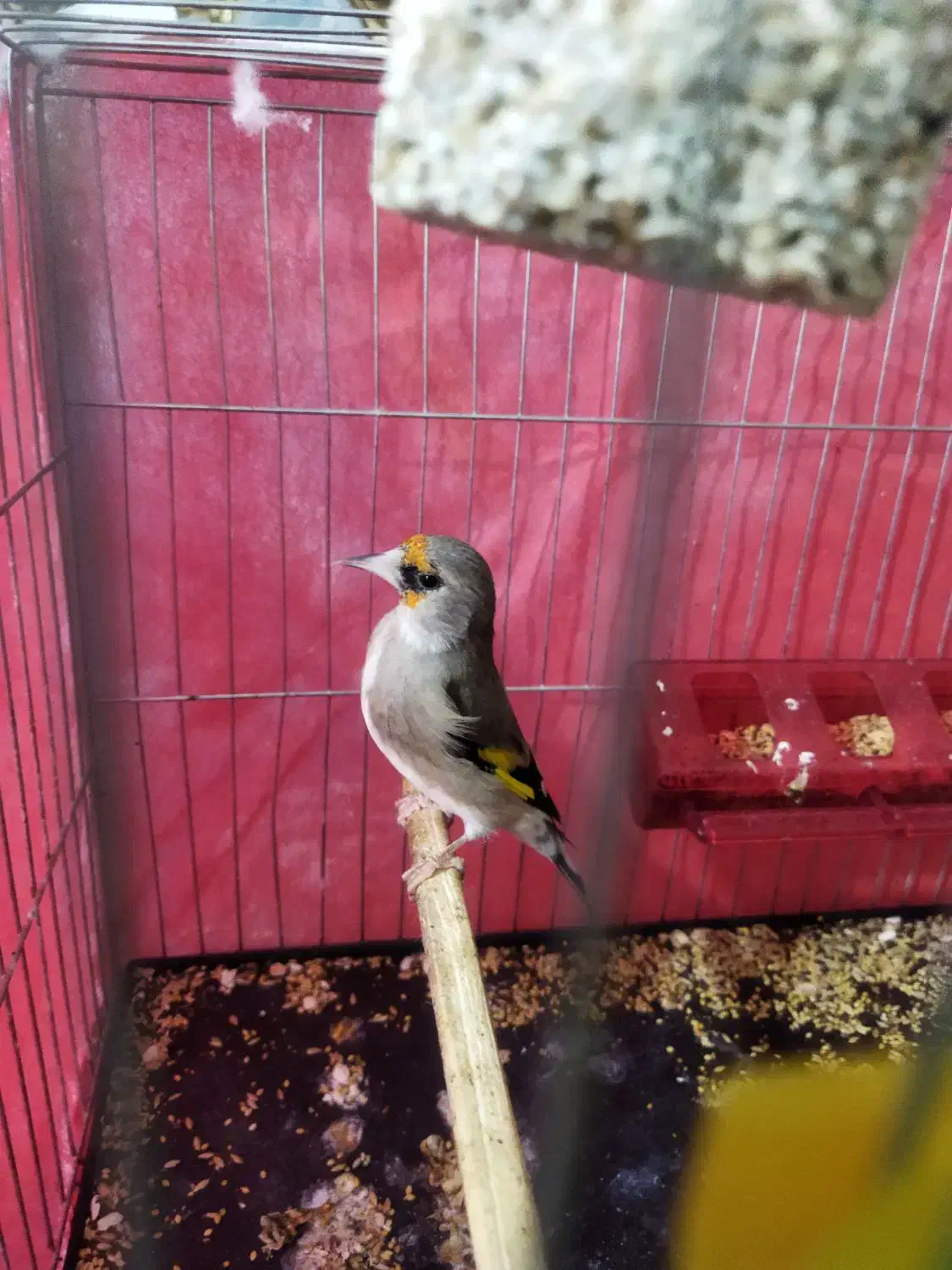 سقا|پرنده|کرمان, |دیوار