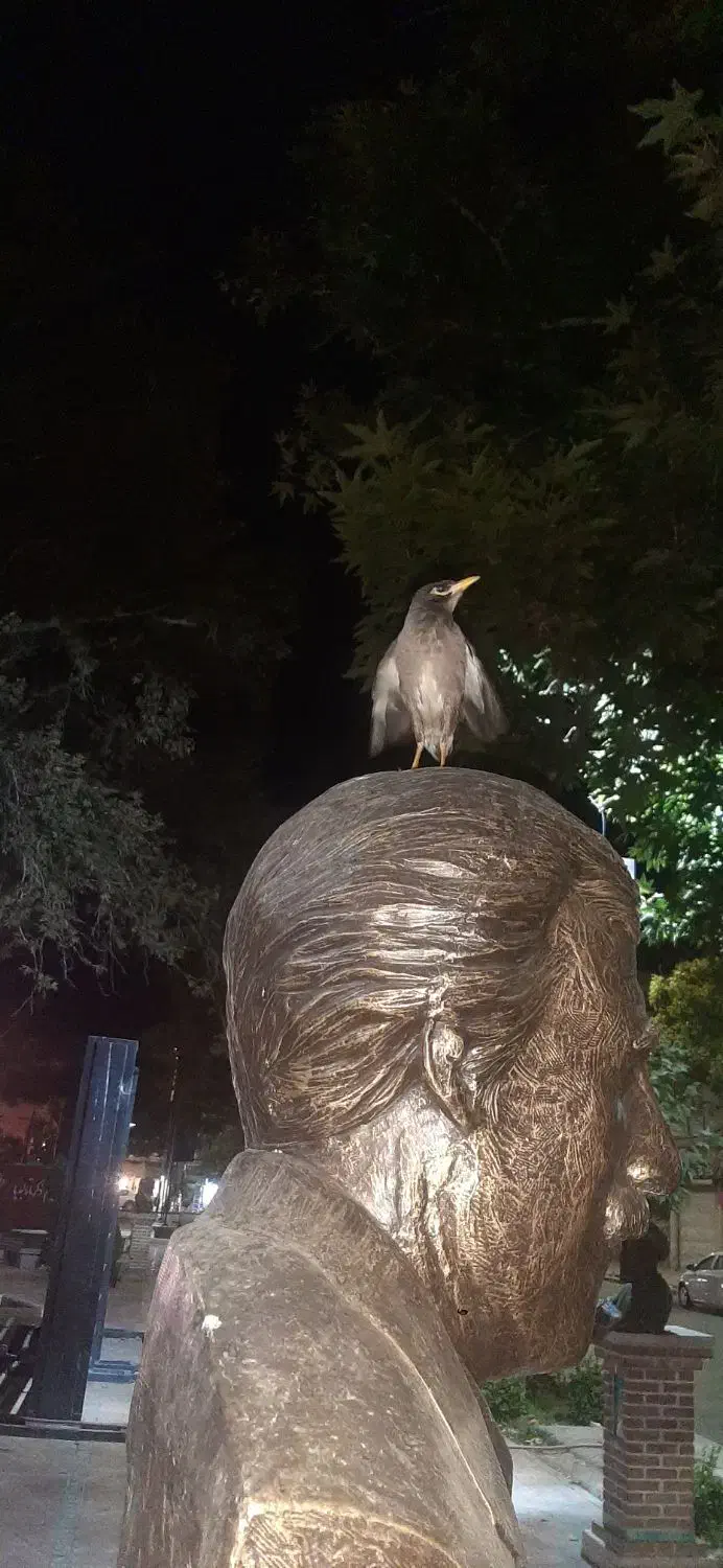 مرغ مینا گمشده|پرنده|قزوین, |دیوار