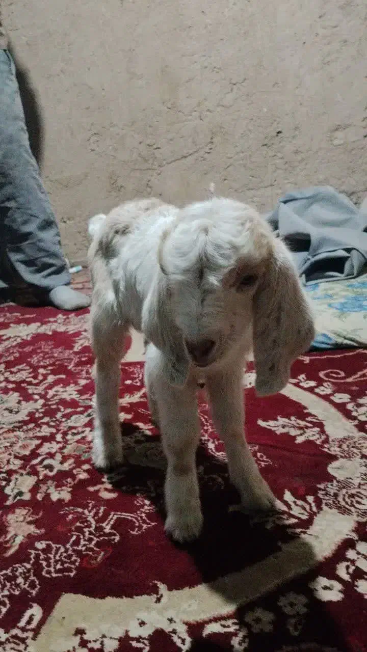 فروش کره|حیوانات مزرعه|زارچ, |دیوار