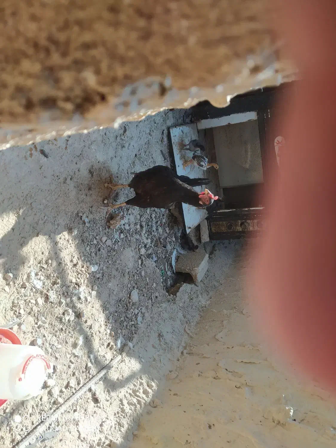 مرغ جوجه دار خورموج|حیوانات مزرعه|خورموج, |دیوار