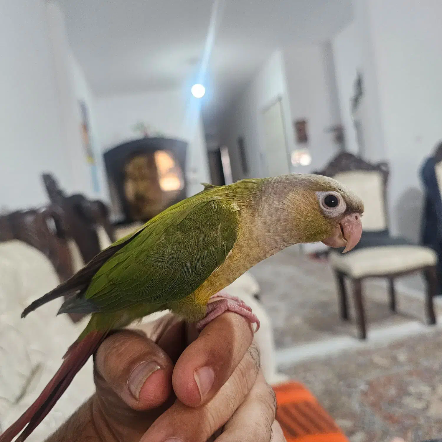 طوطی گرینچیک سخنگو رام رام|پرنده|محمدشهر, محمدشهر|دیوار