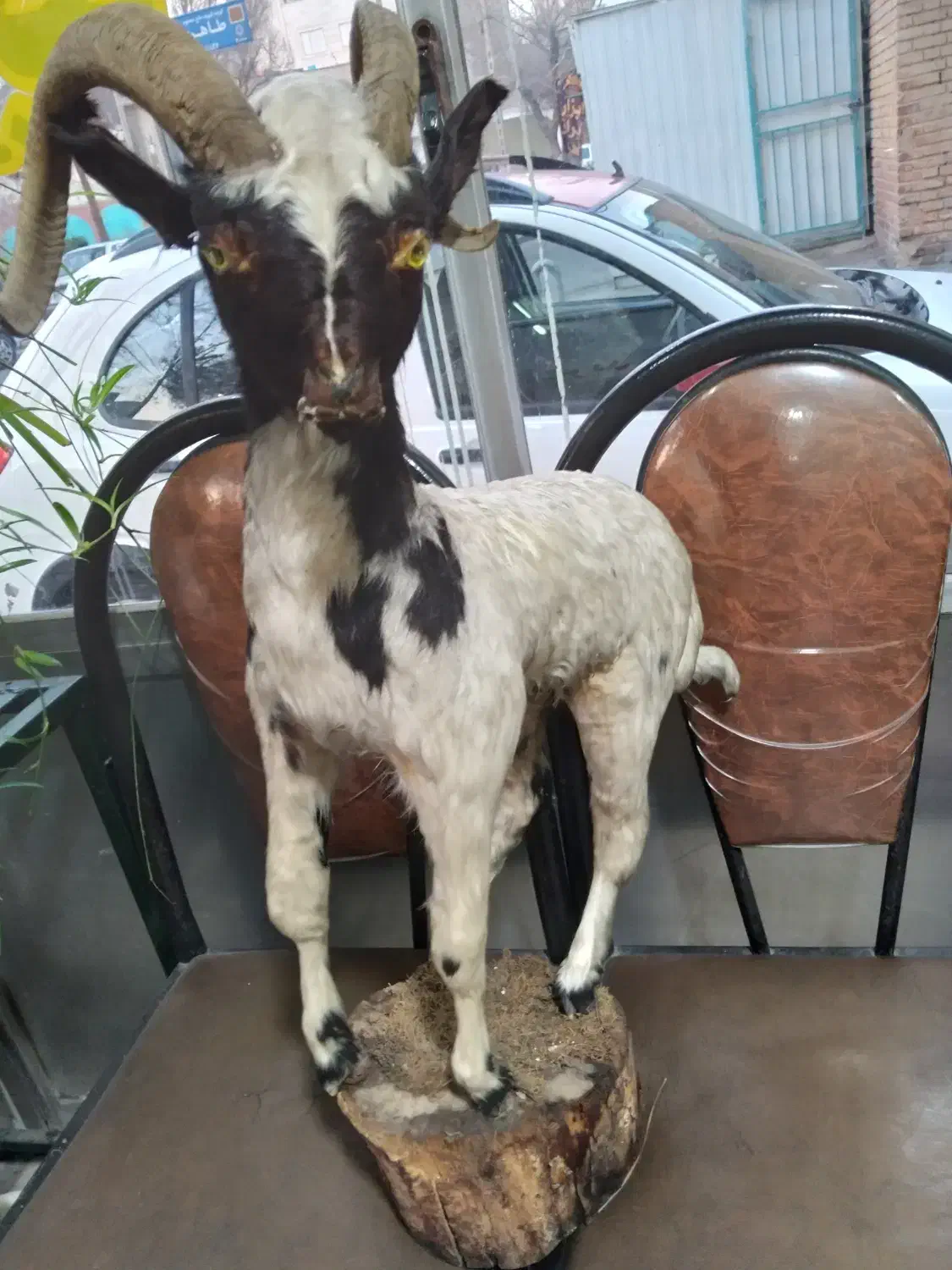 دکوری بز|مجسمه، تندیس، ماکت|ری, سیزده آبان|دیوار