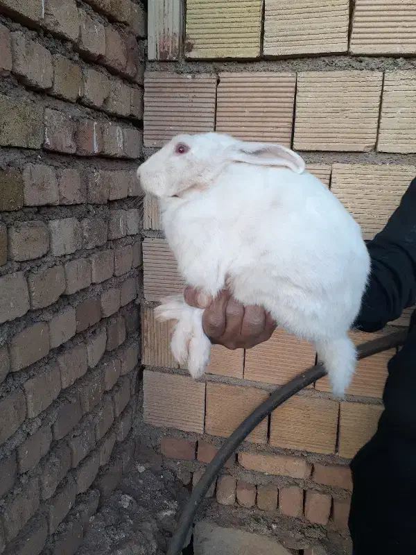 خر گوش پنج ماه نر|موش و خرگوش|خرمآباد, |دیوار