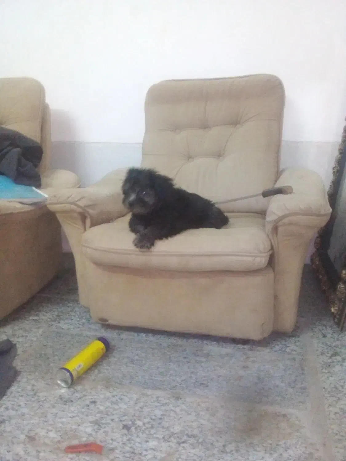 سگ تریر|سگ|یزد, |دیوار