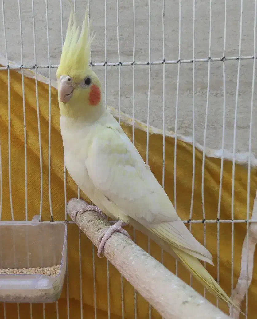 عروس هلندی نر چشم قرمز|پرنده|کارون, |دیوار