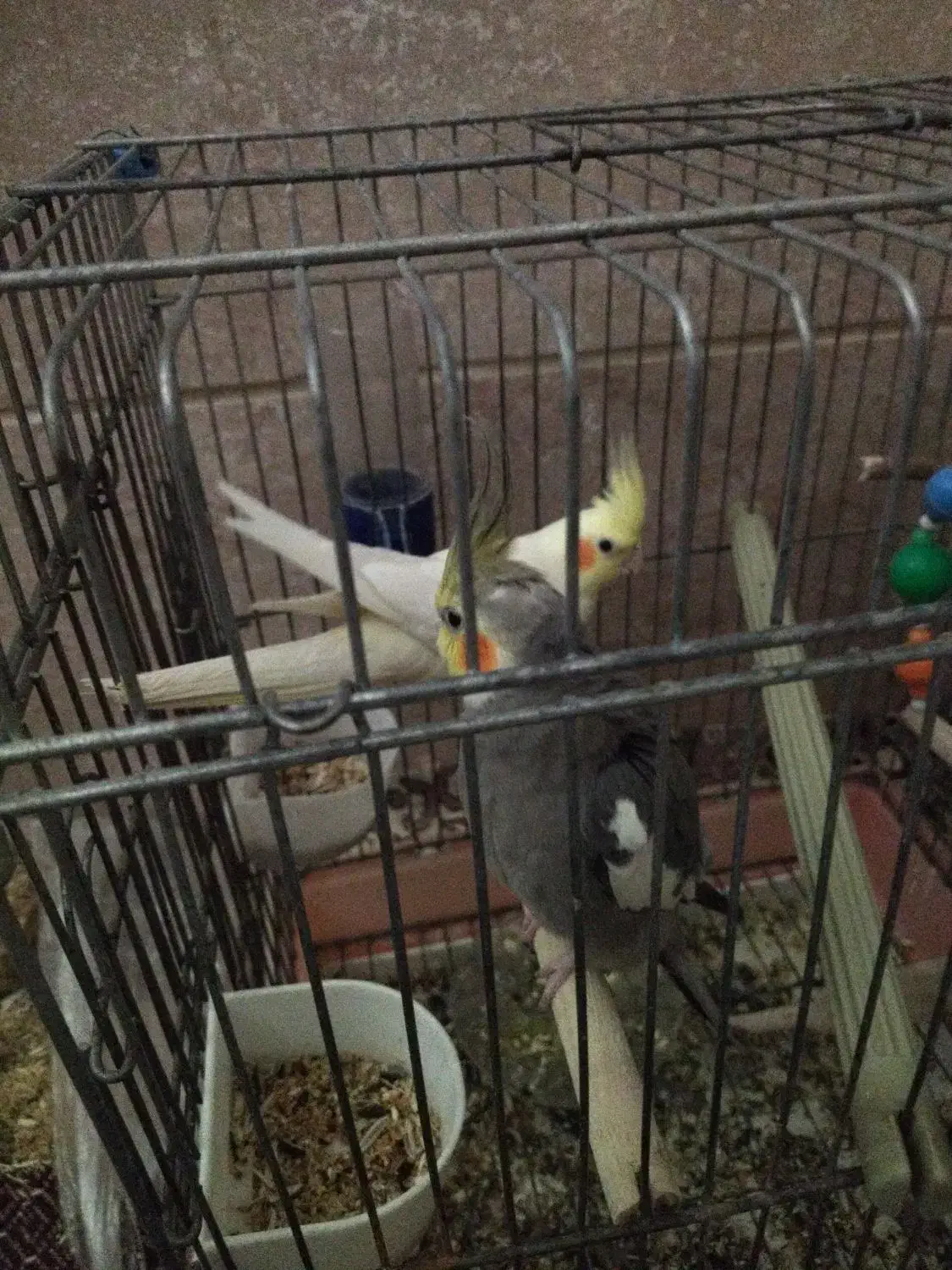 عروس هلندی|پرنده|قدس, شهر‌قدس|دیوار