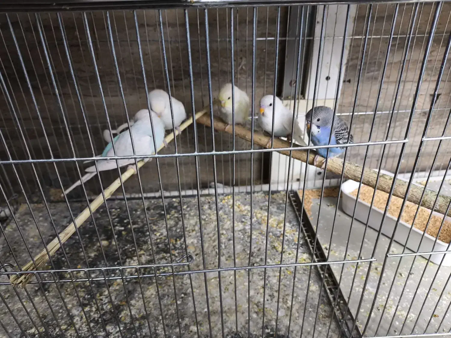 مرغ عشق جوجه و مولد روی تخم وجوجه|پرنده|سیرجان, |دیوار