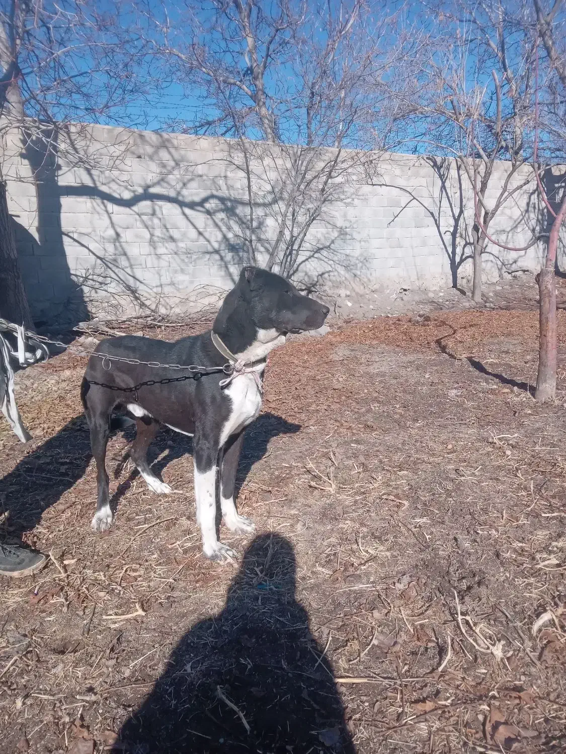 سگ اصل سراب|سگ|باسمنج, |دیوار