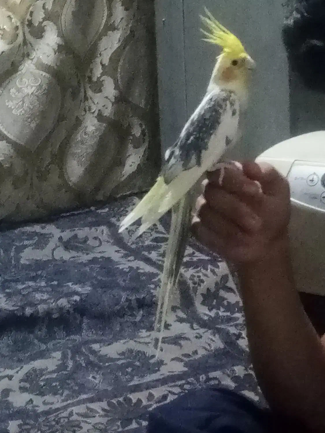 عروس هلندی دستی|پرنده|سراوان, |دیوار