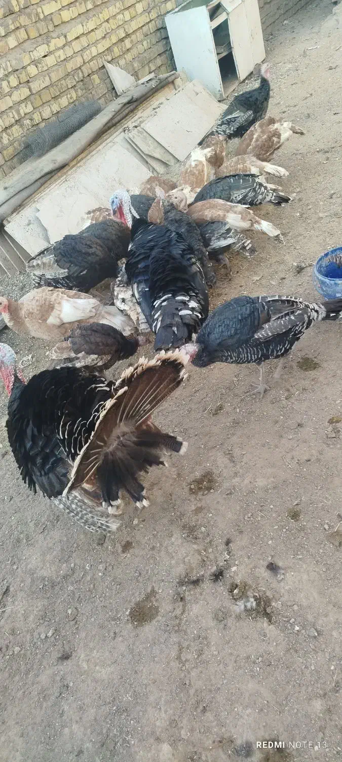 بوقلمون محلی کشتنی ماده تخمی وجوجه|حیوانات مزرعه|خواف, |دیوار