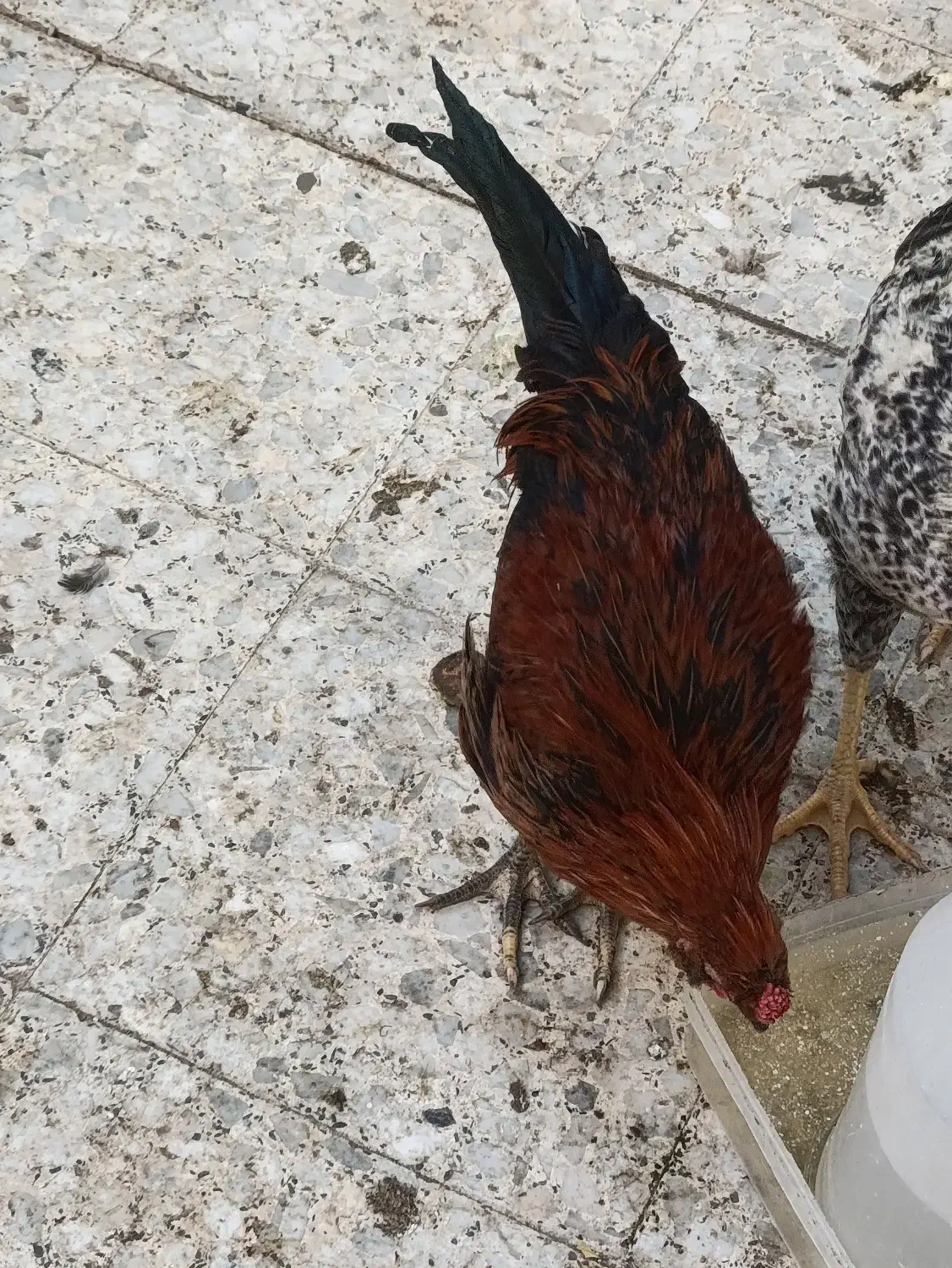 تعدادی خروس گلین چهل تاج کاکلی ریشو شش ماهه|حیوانات مزرعه|رباطکریم, کیکاور|دیوار