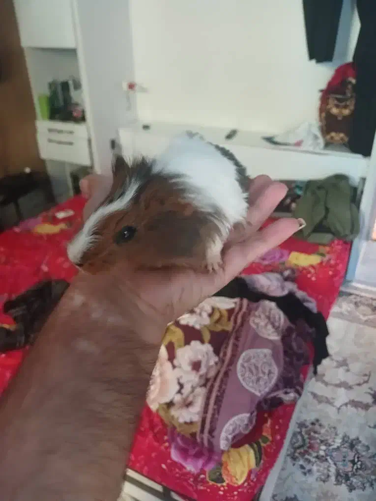 اهدائی|موش و خرگوش|تهران, دولتخواه جنوبی|دیوار