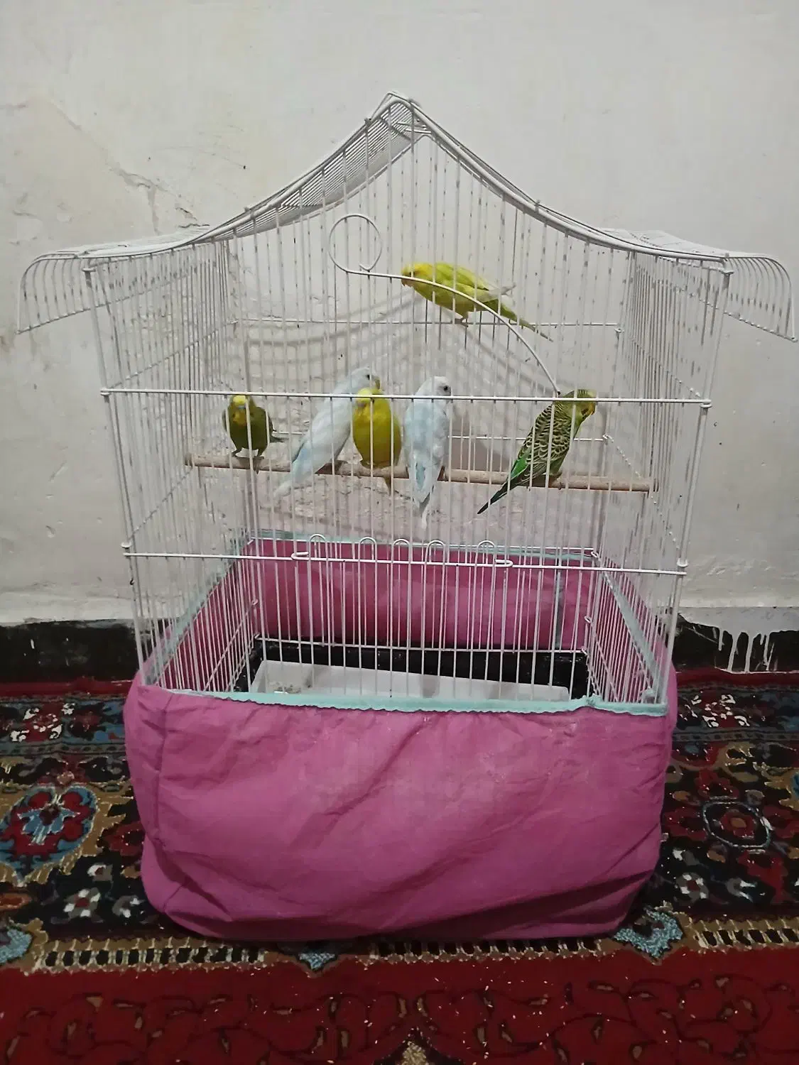 مرغ عشق|پرنده|اندیمشک, |دیوار