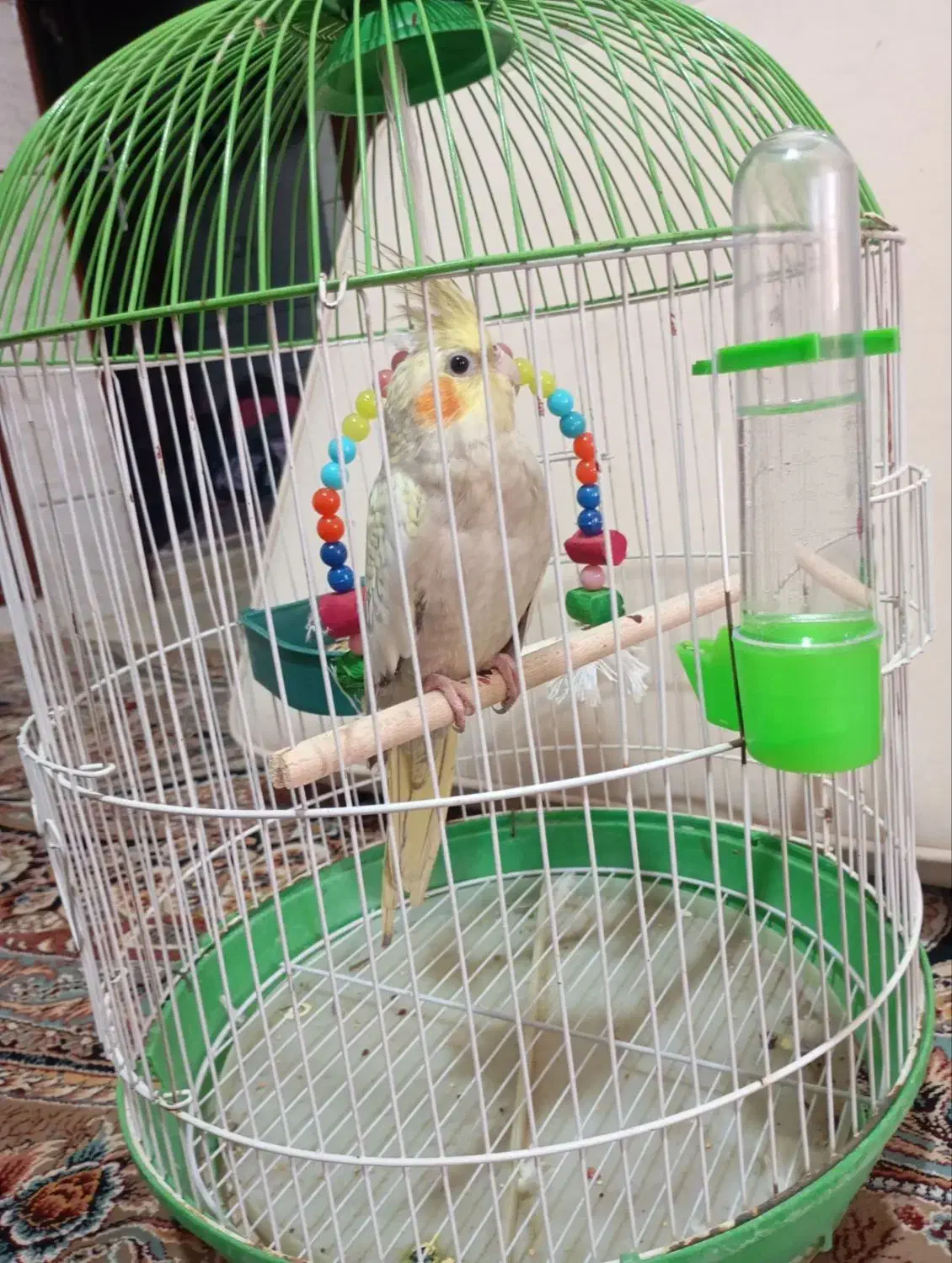 یک عروس هلندی|پرنده|گلستان (کرمان), |دیوار