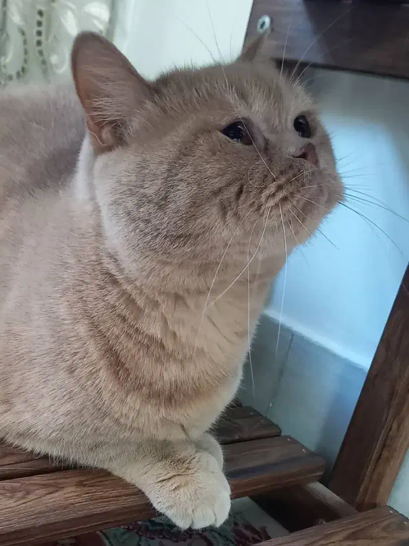 واگذاری گربه|گربه|یزد, |دیوار