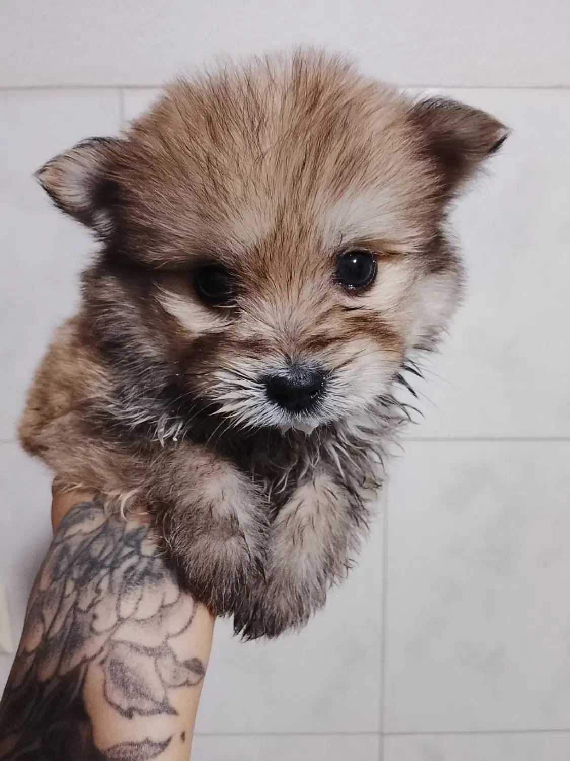 پامر خرسی دوماهه|سگ|تالش, هشتپر|دیوار