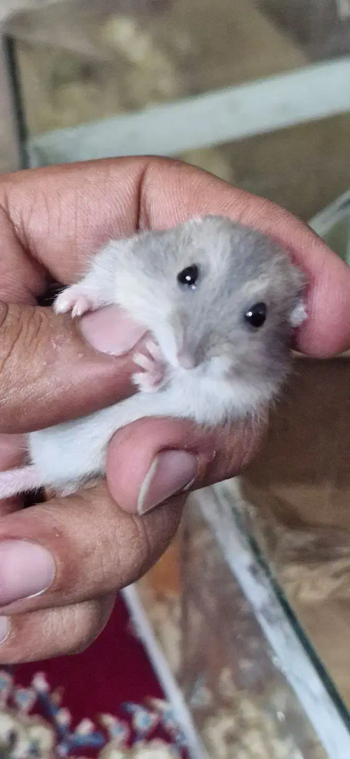 همستر مینیاتوری|موش و خرگوش|کرمان, |دیوار