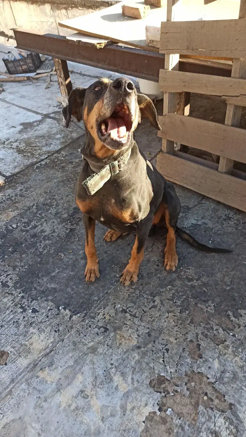 واگذاری دوبرمن 10 تومن|سگ|خرم‌آباد, |دیوار