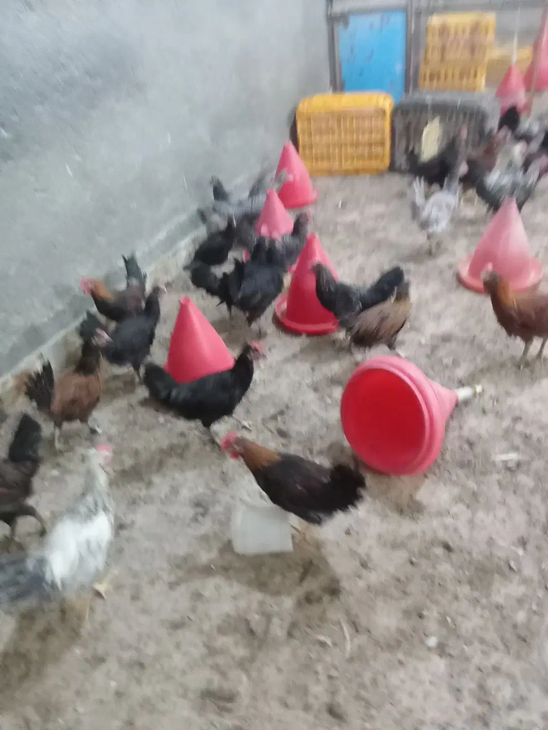 جوجه مرغ محلی|حیوانات مزرعه|سبزوار, شهرک صنعتی خاوران|دیوار