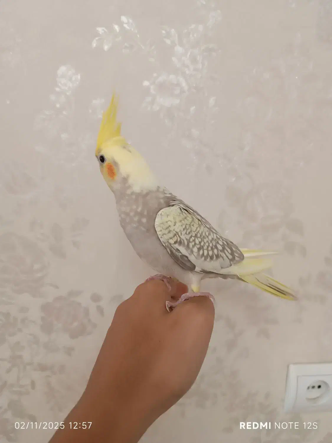 عروس هلندی دو ماهه|پرنده|کرج, پیشاهنگی|دیوار