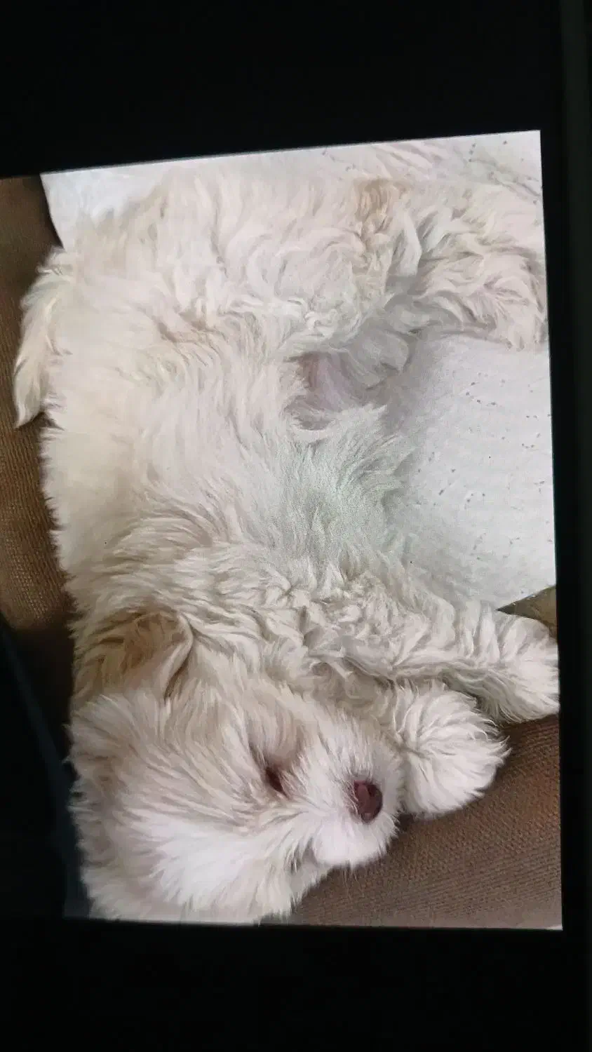 توله سگ|سگ|تهران, تهرانپارس شرقی|دیوار