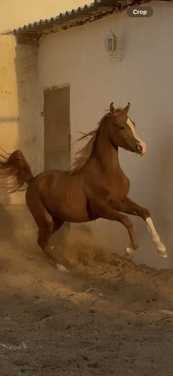 کره اسب عرب اصیل|اسب و تجهیزات اسب‌سواری|اصفهان, جلفا|دیوار