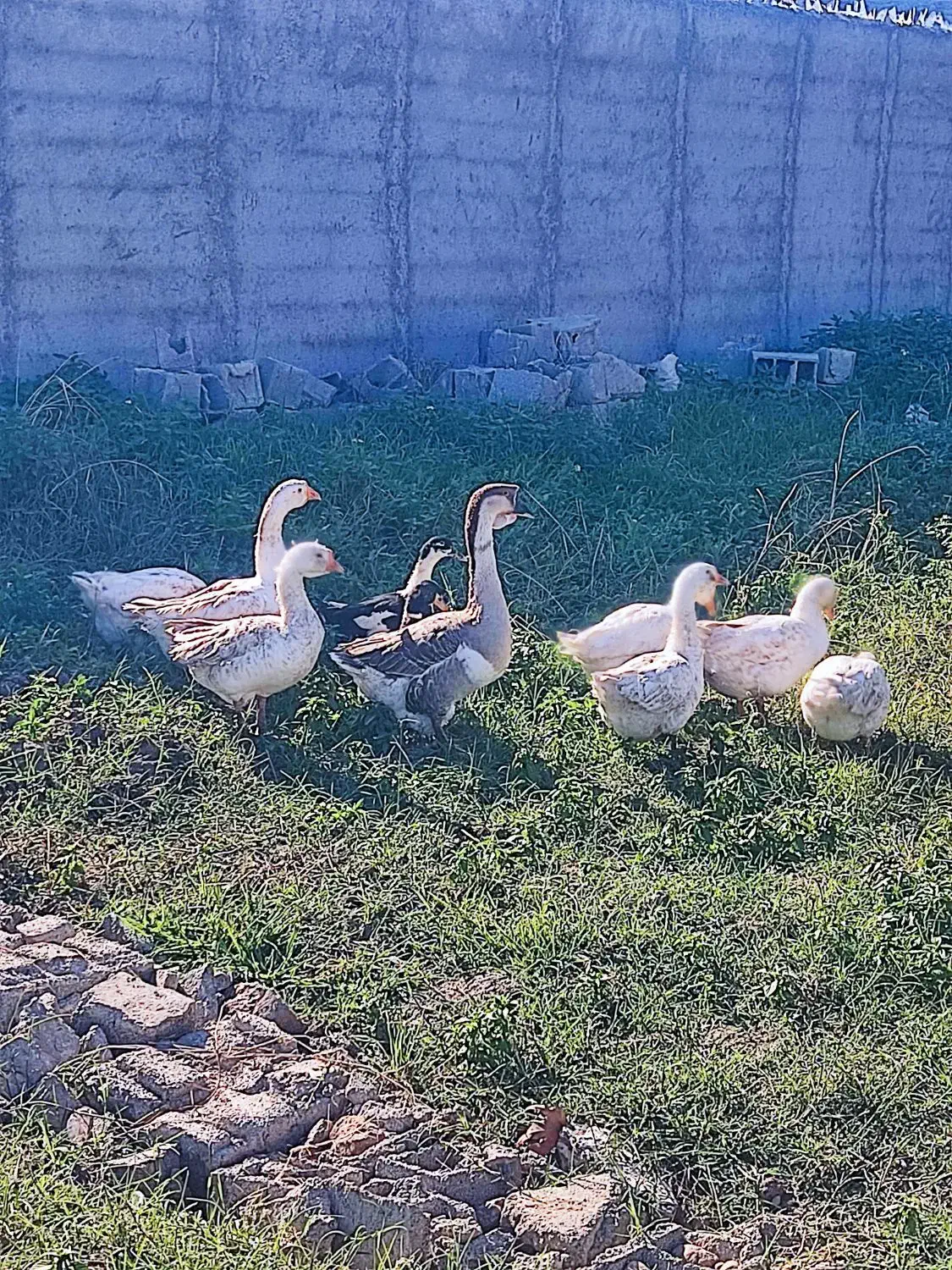 قوغاز اکراینی|حیوانات مزرعه|فاضل آباد, |دیوار