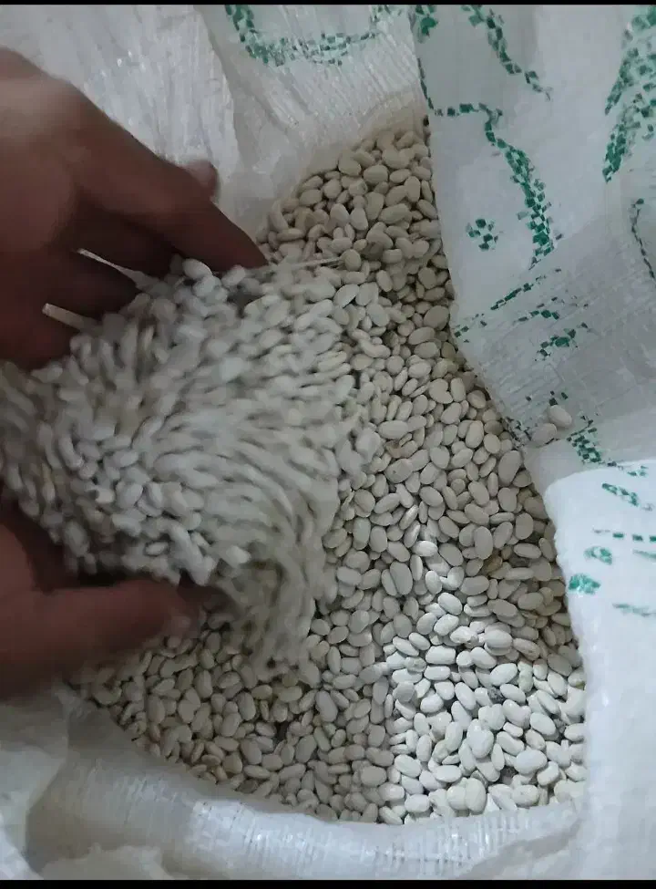 لوبیا سفید|عمدهفروشی|ازنا, |دیوار