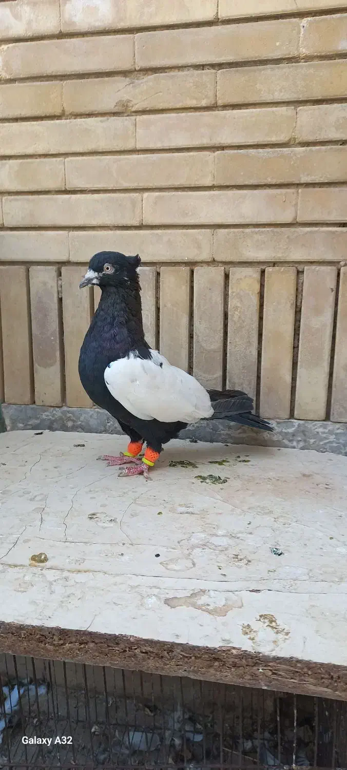 سینه سیاه|پرنده|شیراز, شیشه‌گری|دیوار