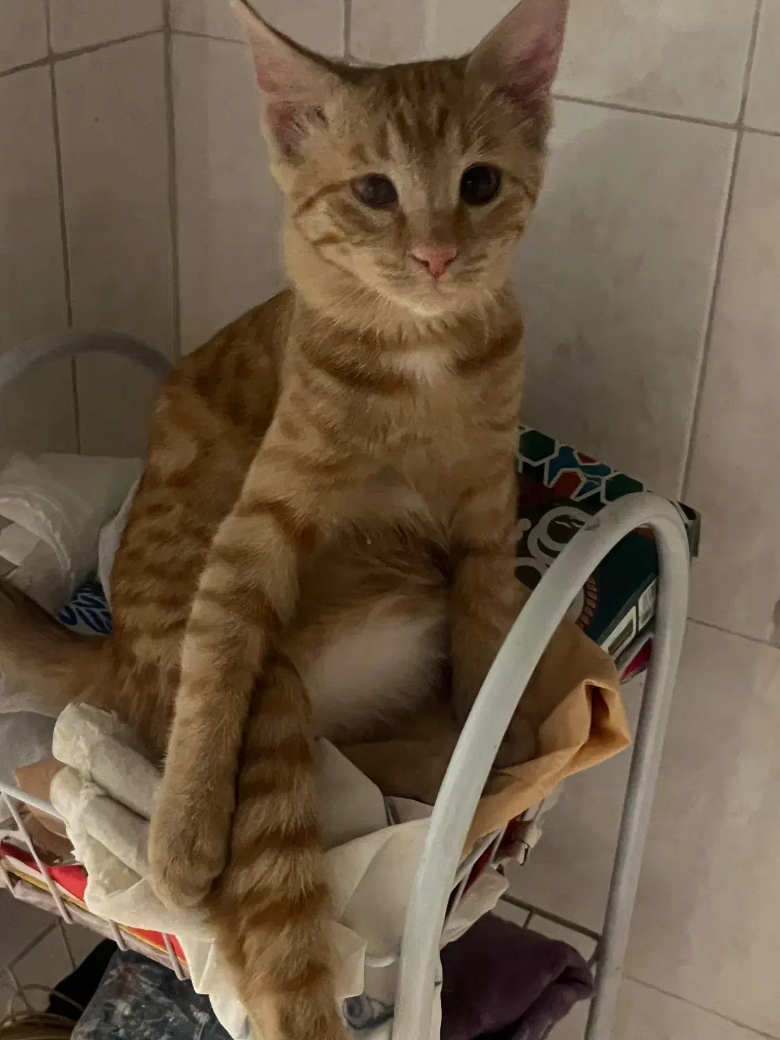 واگذاری گربه دی اس اچ نارنجی|گربه|قزوین, |دیوار