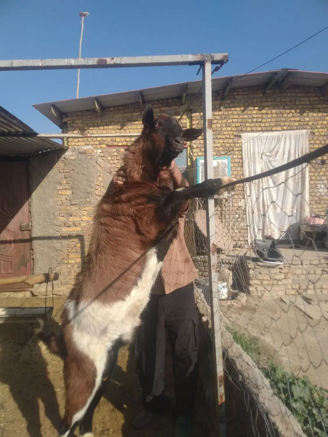 نربز جوان الپاین|حیوانات مزرعه|رضویه, |دیوار