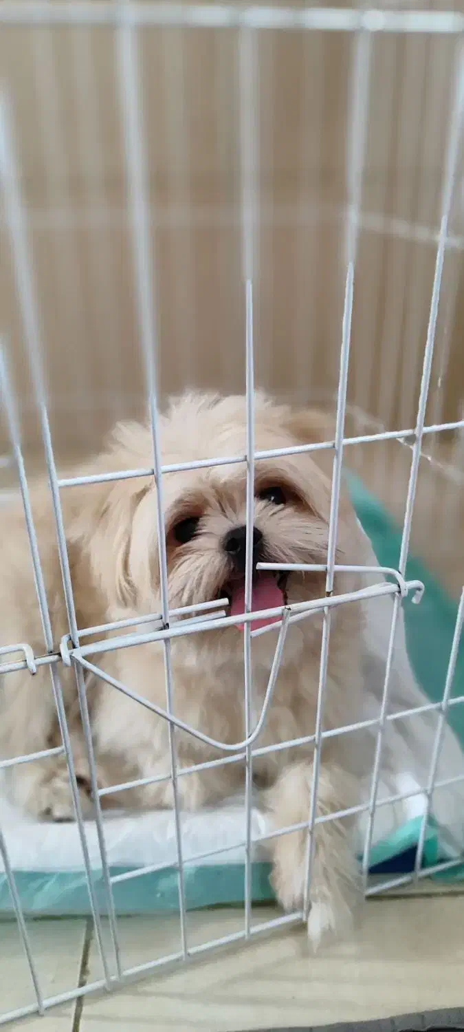 کوپر|سگ|رشت, جانبازان|دیوار