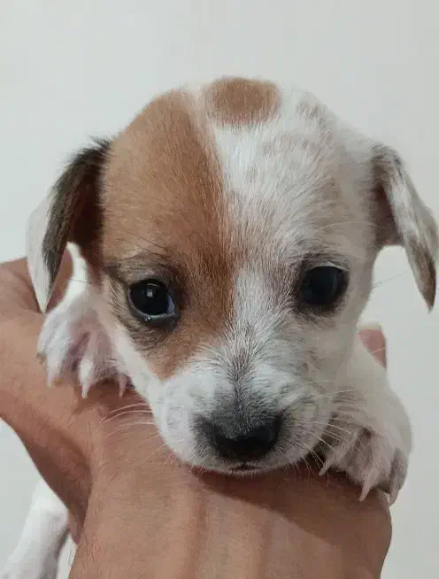 واگذاری سگ اشپیتس|سگ|دلند, |دیوار